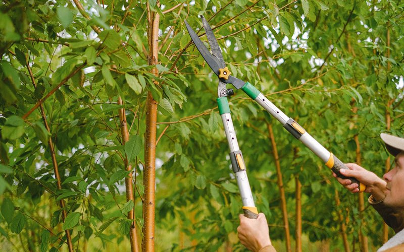 Tree trimming in Sodus, NY